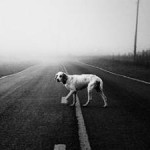 La carretera de los perros atropellados
