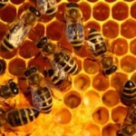 La subjetividad de la abeja
